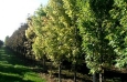 Armstrong Maples